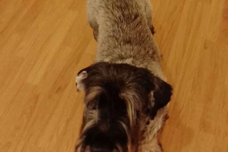 Giant Schnauzer