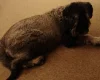 Giant Schnauzer