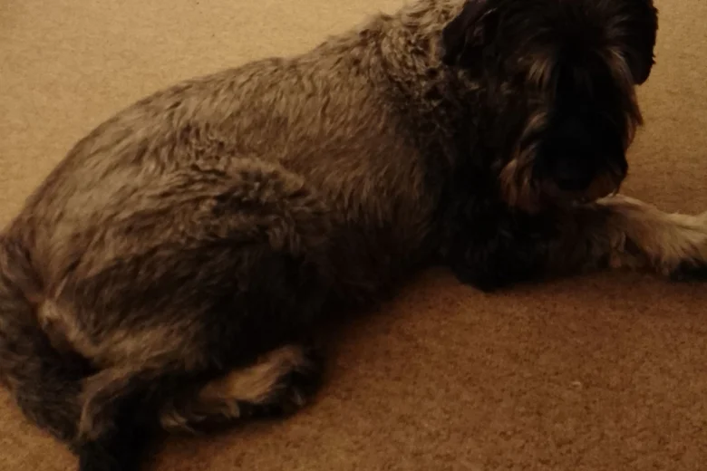 Giant Schnauzer