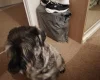 Giant Schnauzer