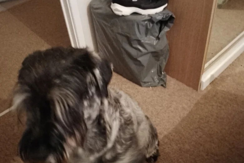 Giant Schnauzer