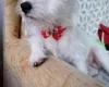 Jack Russell