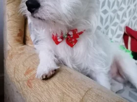 Jack Russell