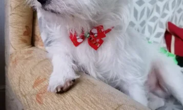 Jack Russell