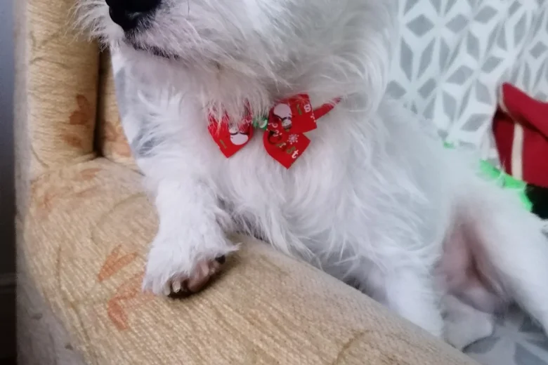 Jack Russell
