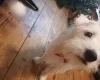 Jack Russell