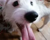Jack Russell