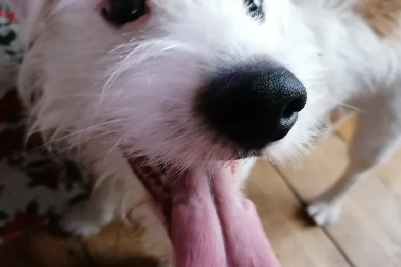 Jack Russell