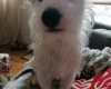 Jack Russell