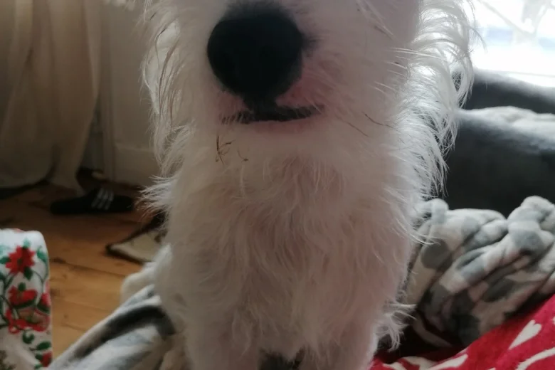 Jack Russell
