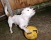 Jack Russell