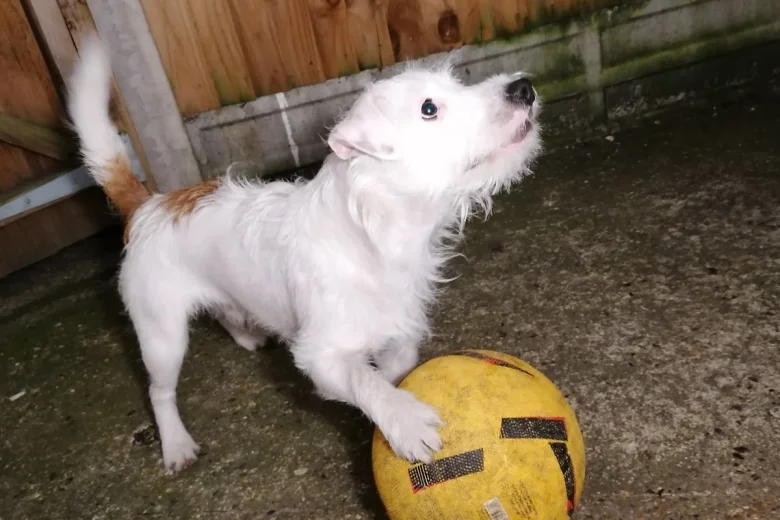 Jack Russell