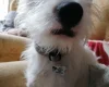 Jack Russell