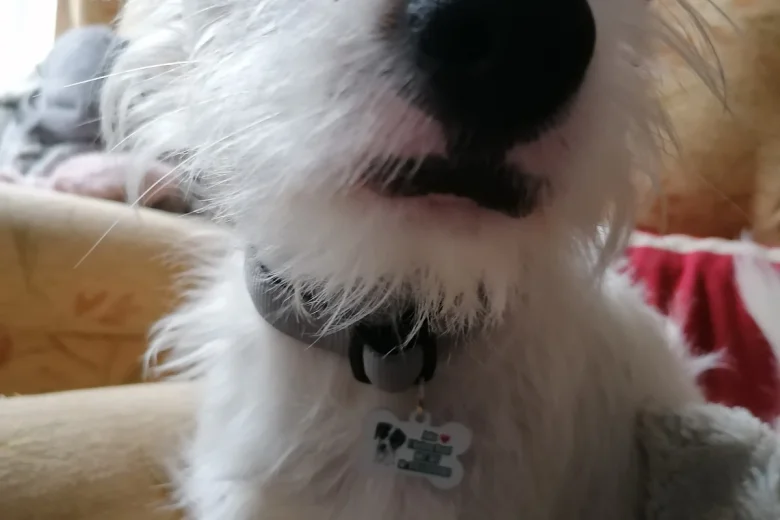 Jack Russell