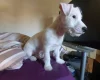 Jack Russell