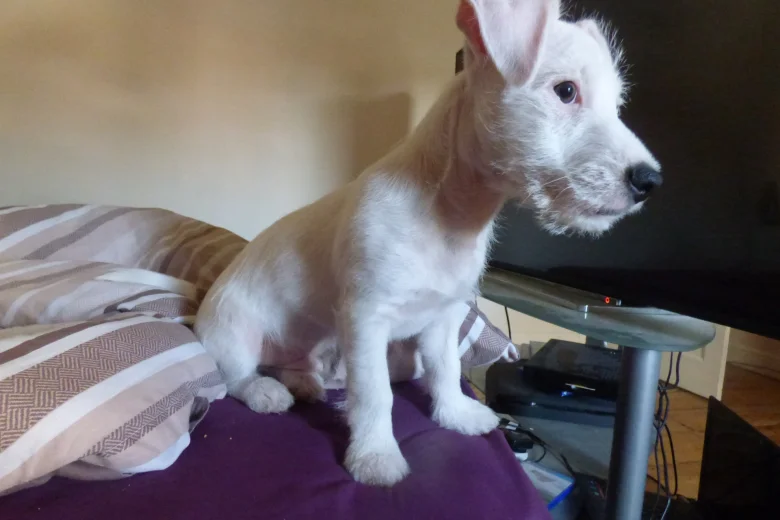 Jack Russell