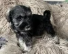 Miniature Schnauzer - Bitches