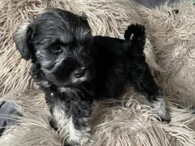 Miniature Schnauzer - Bitches