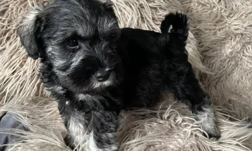 Miniature Schnauzer - Bitches