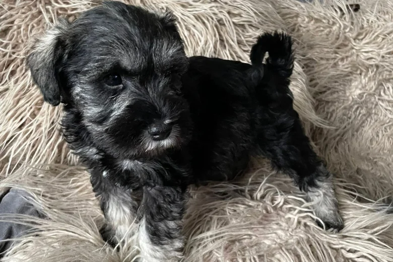 Miniature Schnauzer - Bitches