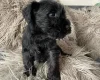 Miniature Schnauzer - Bitches