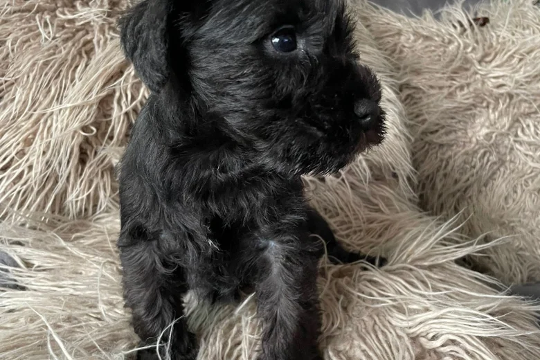 Miniature Schnauzer - Bitches