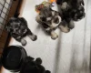 Miniature Schnauzer - Bitches