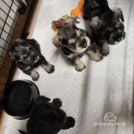 Miniature Schnauzer - Bitches