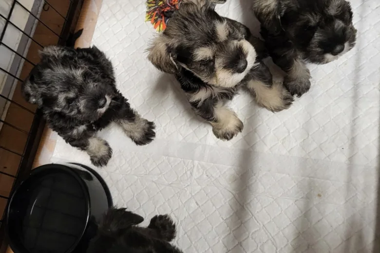 Miniature Schnauzer - Bitches