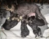 Miniature Schnauzer - Bitches