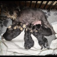 Miniature Schnauzer - Bitches