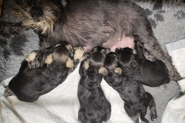 Miniature Schnauzer - Bitches