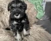 Miniature Schnauzer - Bitches