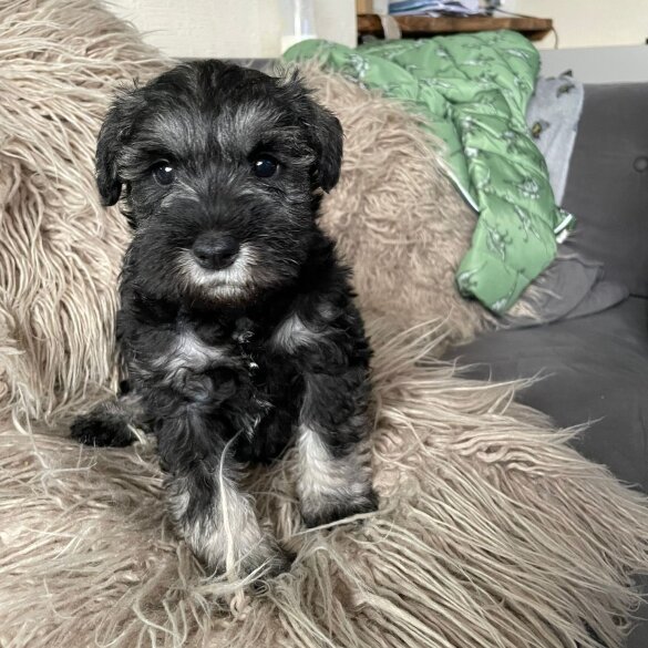 Miniature Schnauzer - Bitches