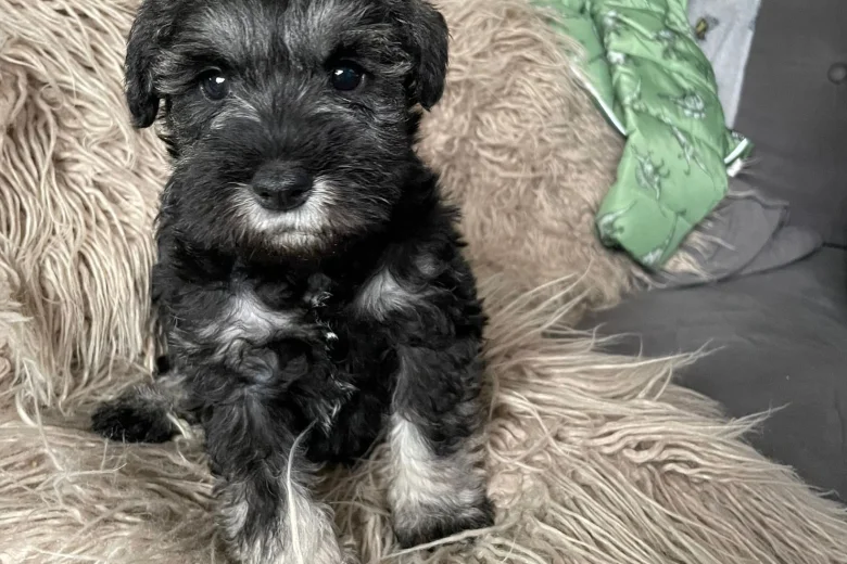 Miniature Schnauzer - Bitches