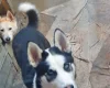 Siberian Husky