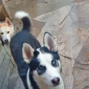 Siberian Husky
