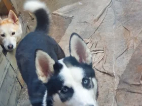 Siberian Husky