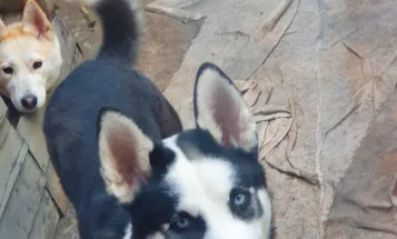 Siberian Husky