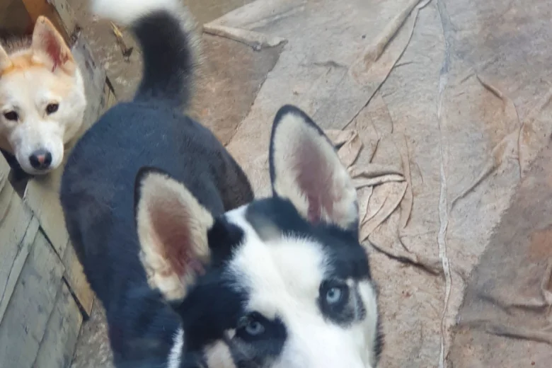 Siberian Husky