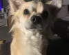 Chihuahua - Dogs