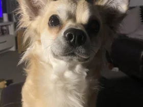 Chihuahua - Dogs