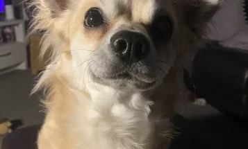Chihuahua - Dogs