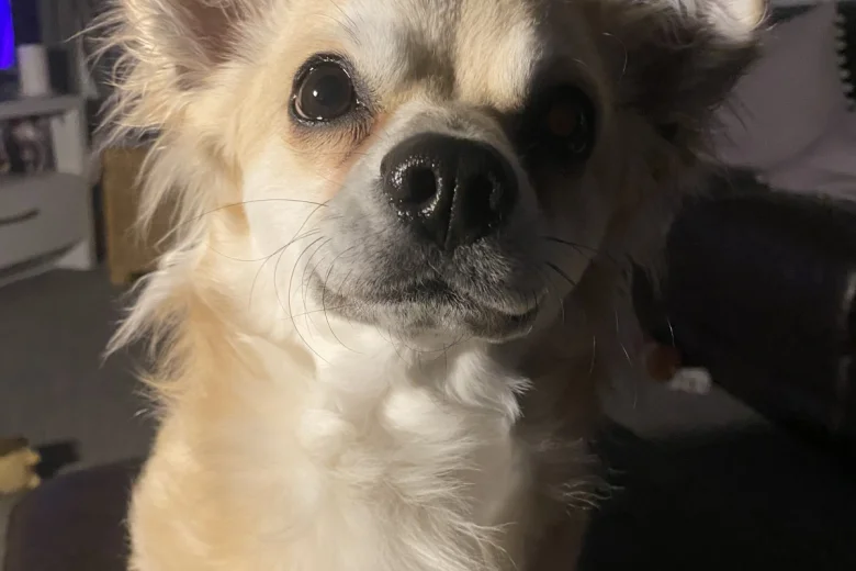 Chihuahua - Dogs
