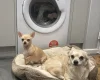Chihuahua - Dogs