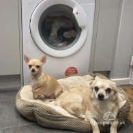 Chihuahua - Dogs