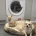 Chihuahua - Dogs
