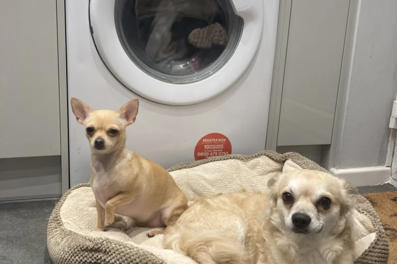 Chihuahua - Dogs