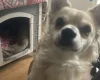 Chihuahua - Dogs