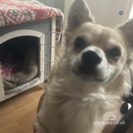 Chihuahua - Dogs